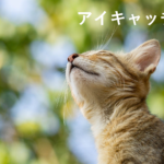 アイキャッチ画像